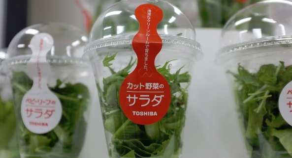 Toshiba producing Lettuce